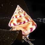 Calliostoma zizyphinum